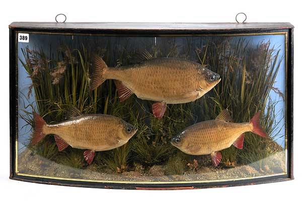 J Cooper & Sons, an early 20th Century case of taxidermy preserved rudd/roach